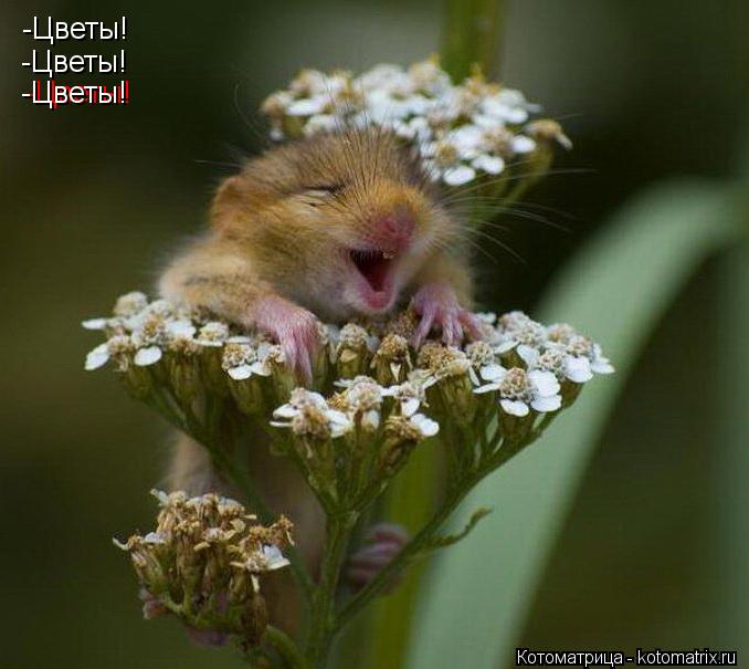Котоматрица: -Цветы! -Цветы! -Цветы! -Цветы!