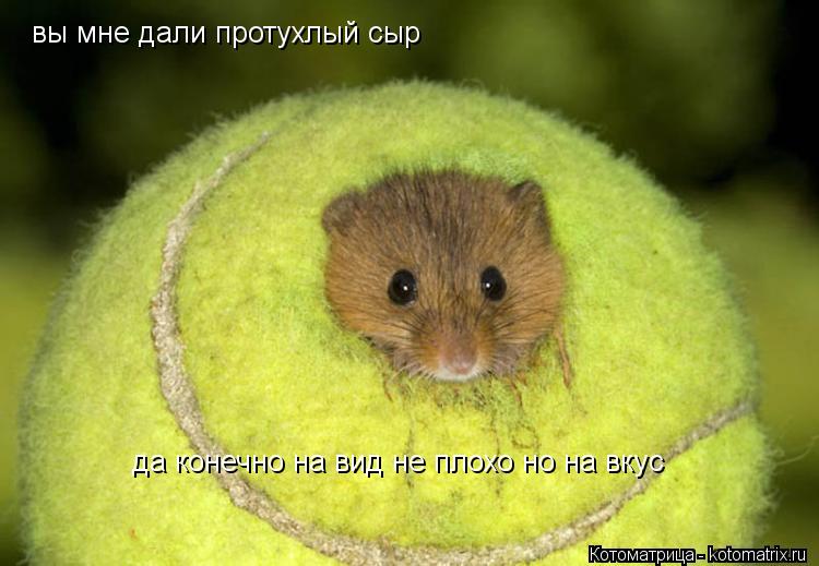 Котоматрица: вы мне дали протухлый сыр  да конечно на вид не плохо но на вкус