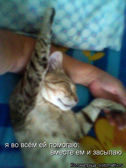 Котоматрица: я во всём ей помогаю:  вместе ем и засыпаю