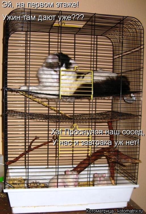 Котоматрица: Эй, на первом этаже! Эй, на первом этаже! Ужин там дают уже??? Ха! Проснулся наш сосед, У нас и завтрака уж нет!