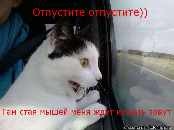 Котоматрица: Отпустите отпустите)) Там стая мышей меня ждут кушать зовут