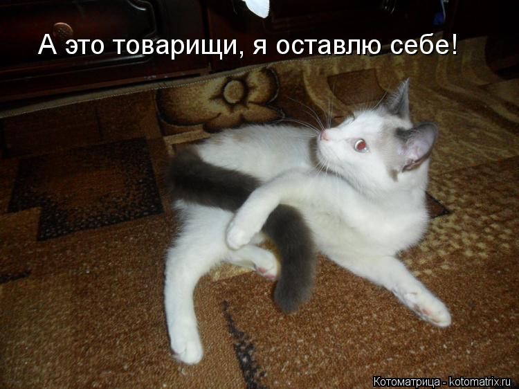 Котоматрица: А это товарищи, я оставлю себе!