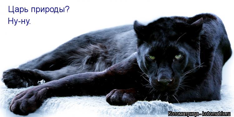 Котоматрица: Царь природы? Ну-ну.