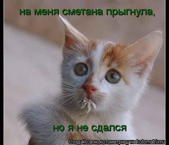 на меня сметана прыгнула, но я не сдался... Котоматрица: на меня сметана прыгнула, но я не сдался