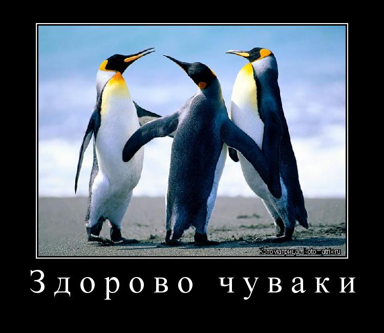 Котоматрица: Здорово чуваки 