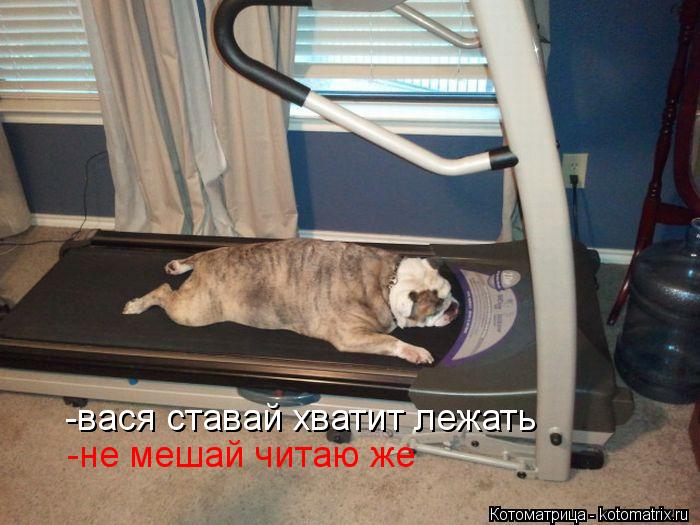 Котоматрица: -вася ставай хватит лежать  -не мешай читаю же