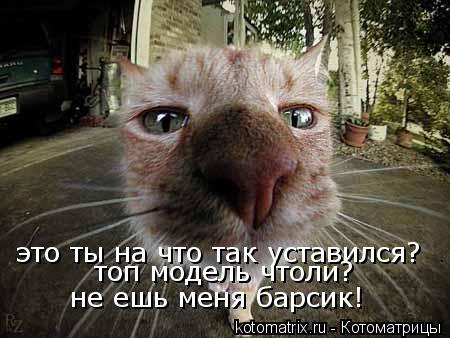 Котоматрица: это ты на что так уставился? топ модель чтоли? не ешь меня барсик!