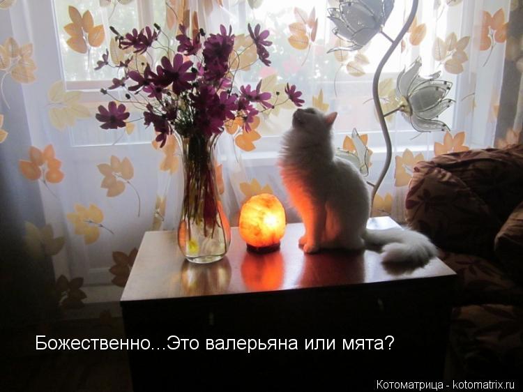 Котоматрица: Божественно...Это валерьяна или мята?