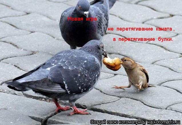 Котоматрица: Новая  игра не  перетягивание  каната , а  перетягивание  булки.