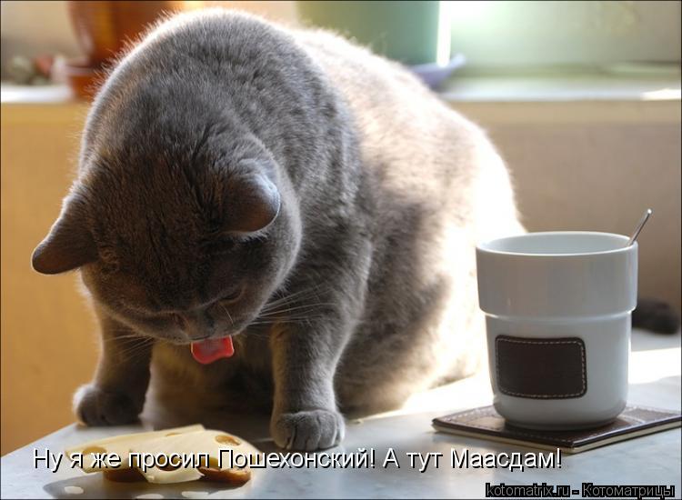 Котоматрица: Ну я же просил Пошехонский! А тут Маасдам!