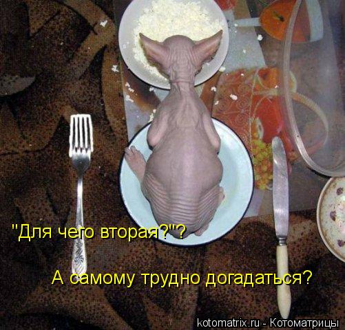 Котоматрица: "Для чего вторая?"? А самому трудно догадаться?
