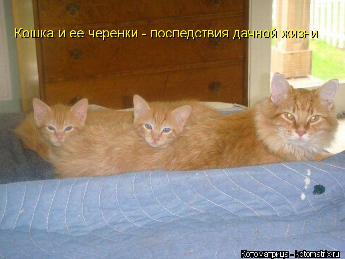 Кошка и ее черенки - последствия дачной жизни... Котоматрица: Кошка и ее черенки - последствия дачной жизни