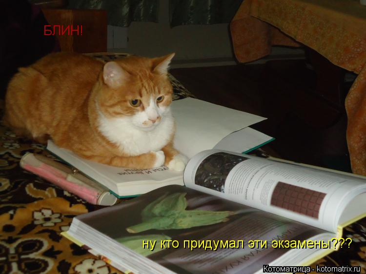 Котоматрица: БЛИН! ну кто придумал эти экзамены???