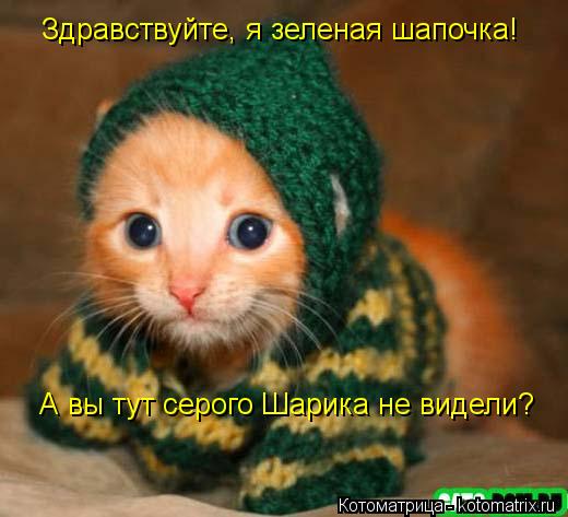 Здравствуйте, я зеленая шапочка! А вы тут серого Шарика не видели?... Котоматрица: Здравствуйте, я зеленая шапочка! А вы тут серого Шарика не видели?
