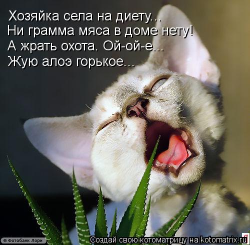 Котоматрица: Хозяйка села на диету... Ни грамма мяса в доме нету! А жрать охота. Ой-ой-е... Жую алоэ горькое...