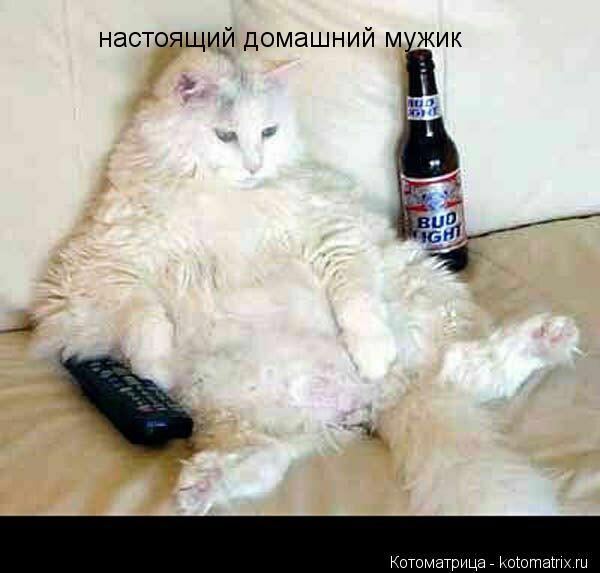 Котоматрица: настоящий домашний мужик