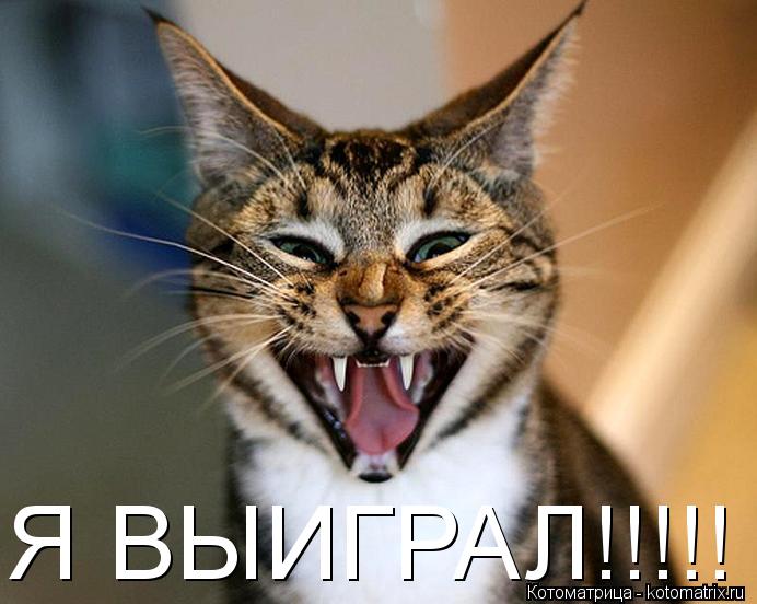 Я ВЫИГРАЛ!!!!!... Котоматрица: Я ВЫИГРАЛ!!!!!