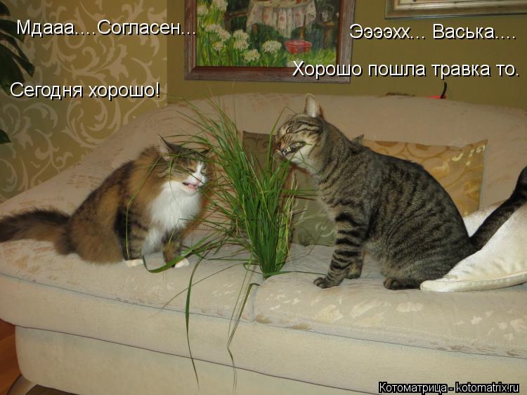 Котоматрица: Хорошо пошла травка то. Ээээхх... Васька.... Мдааа....Согласен... Сегодня хорошо!