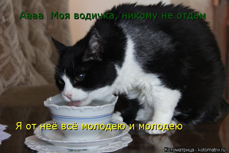 Котоматрица: Аааа  Моя водичка, никому не отдам Я от неё всё молодею и молодею