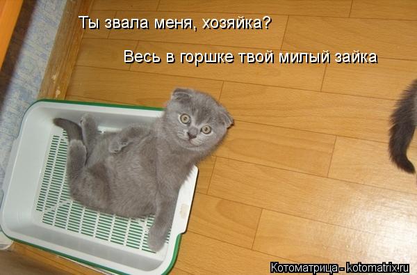 Котоматрица: Ты звала меня, хозяйка? Весь в горшке твой милый зайка
