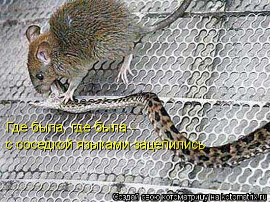 Котоматрица: Где была, где была -  с соседкой языками зацепились