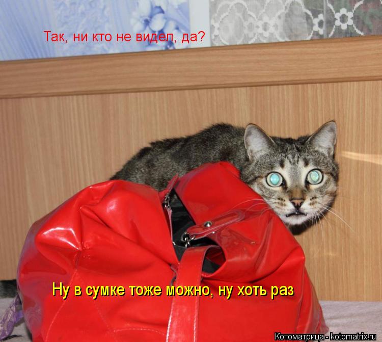Так, ни кто не видел, да? Ну в сумке тоже можно, ну хоть раз... Котоматрица: Так, ни кто не видел, да? Ну в сумке тоже можно, ну хоть раз