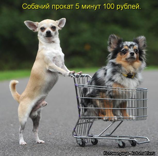 Котоматрица: Собачий прокат 5 минут 100 рублей.