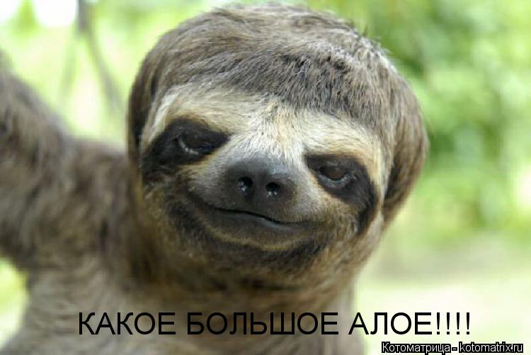 Котоматрица: КАКОЕ БОЛЬШОЕ АЛОЕ!!!!