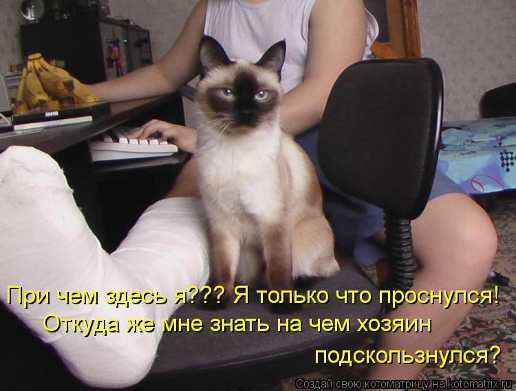 При чем здесь я??? Я только что проснулся! Откуда же мне знать на чем хозяин подскользнулся?... Котоматрица: При чем здесь я??? Я только что проснулся! Откуда же мне знать на чем хозяин подскользнулся?