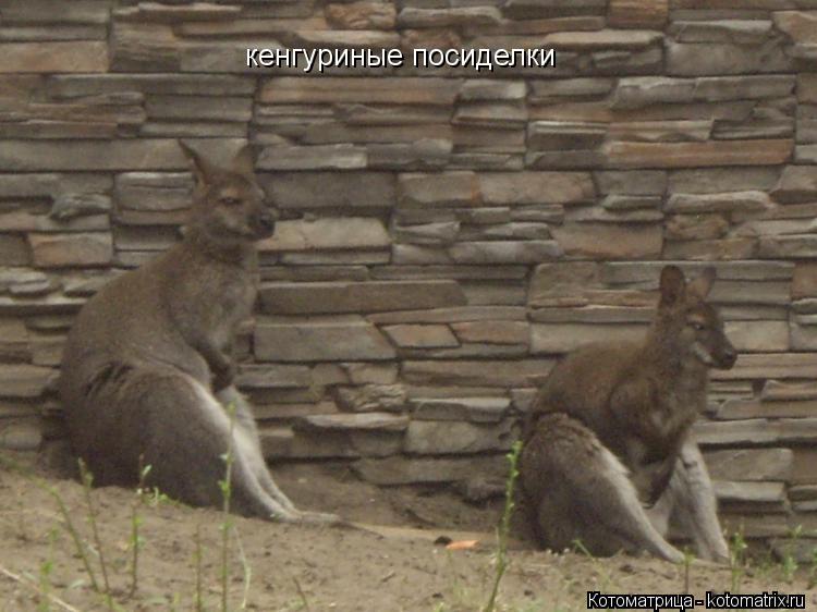 Котоматрица: кенгуриные посиделки