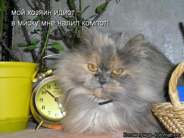 Котоматрица: мой хозяин идиот  в миску мне налил компот!