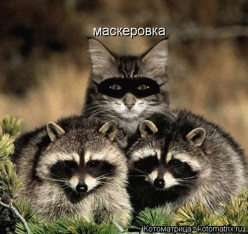 Котоматрица: маскеровка