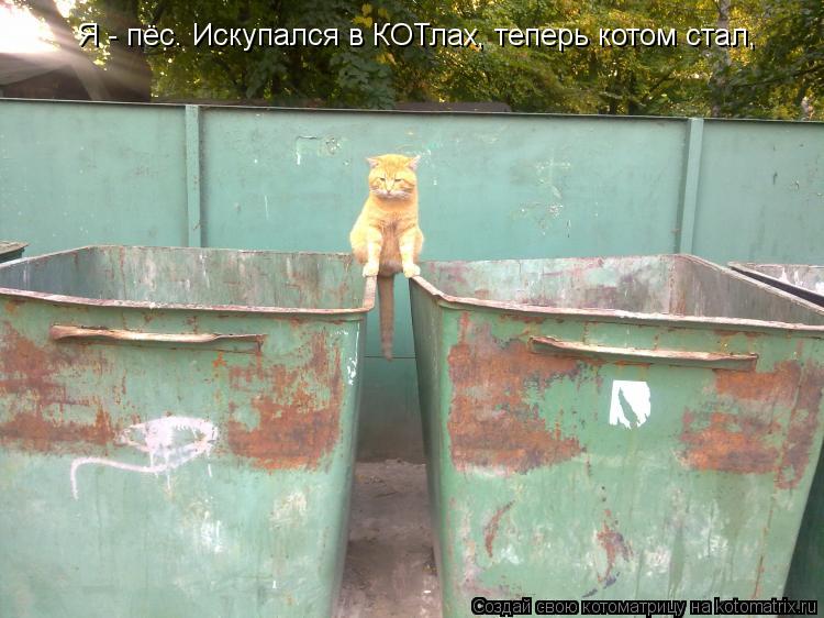 Котоматрица: Я - пёс. Искупался в КОТлах, теперь котом стал,