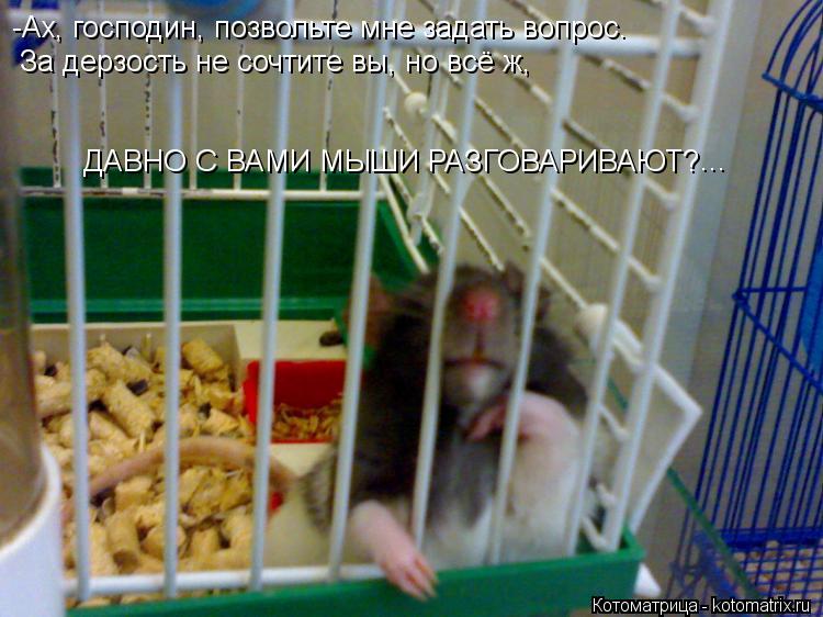 Котоматрица: -Ах, господин, позвольте мне задать вопрос. За дерзость не сочтите вы, но всё ж,   ДАВНО С ВАМИ МЫШИ РАЗГОВАРИВАЮТ? ...