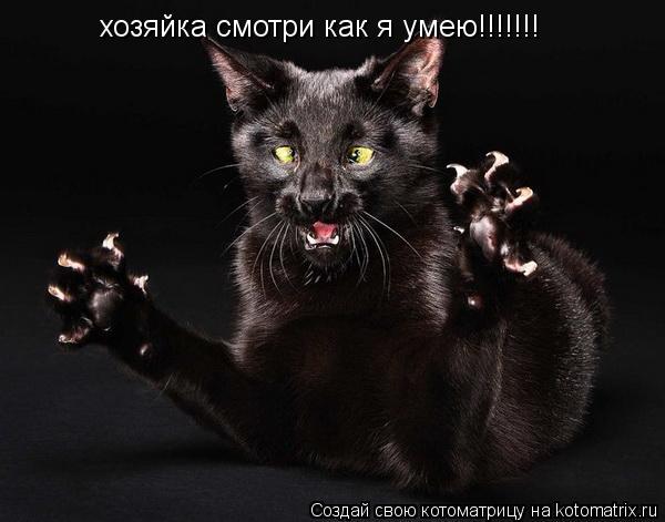 Котоматрица: хозяйка смотри как я умею!!!!!!!