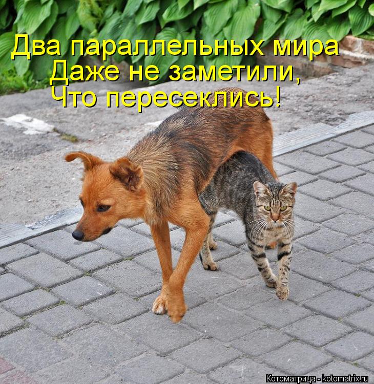 Котоматрица: Два параллельных мира Даже не заметили,  Что пересеклись!