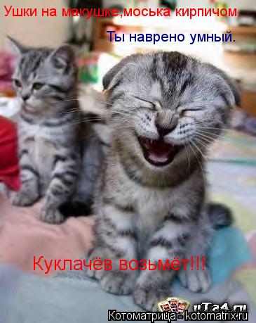 Котоматрица: Ушки на макушке,моська кирпичом. Куклачёв возьмёт!!! Ты наврено умный.