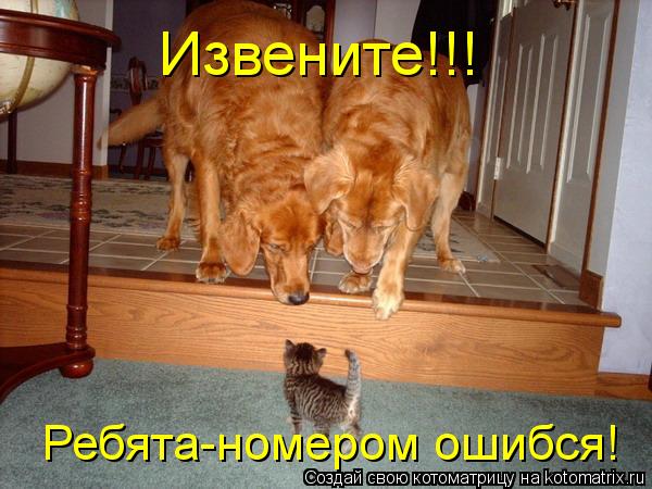 Котоматрица: Ребята-номером ошибся! Извените!!!