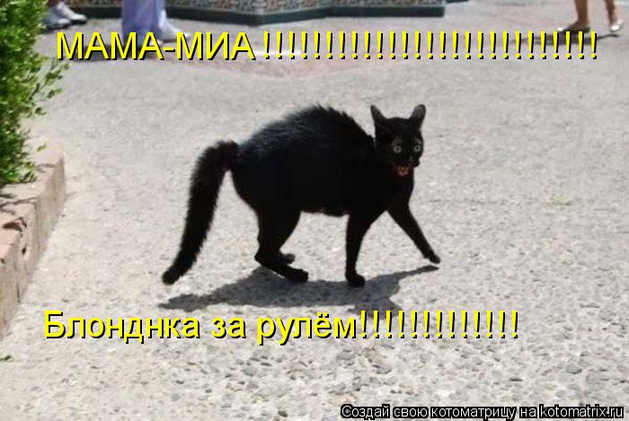 Котоматрица: МАМА-МИА !!!!!!!!!!!!!!!!!!!!!!!!!!! Блонднка за рулём!!!!!!!!!!!!!