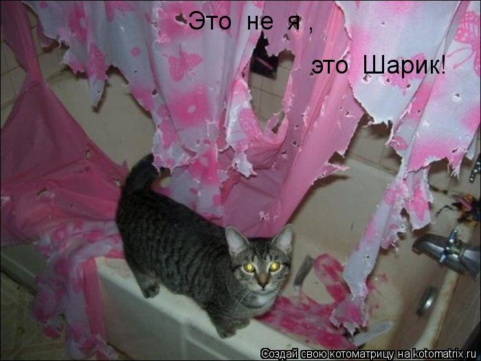 Котоматрица: Это  не  я , это  Шарик!