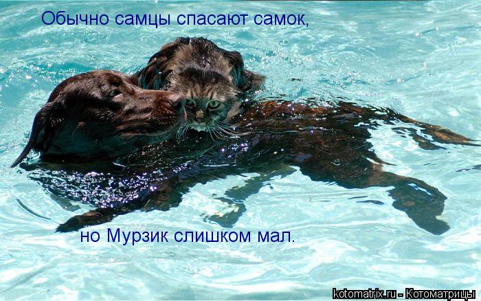 Котоматрица: Обычно самцы спасают самок, но Мурзик слишком мал.