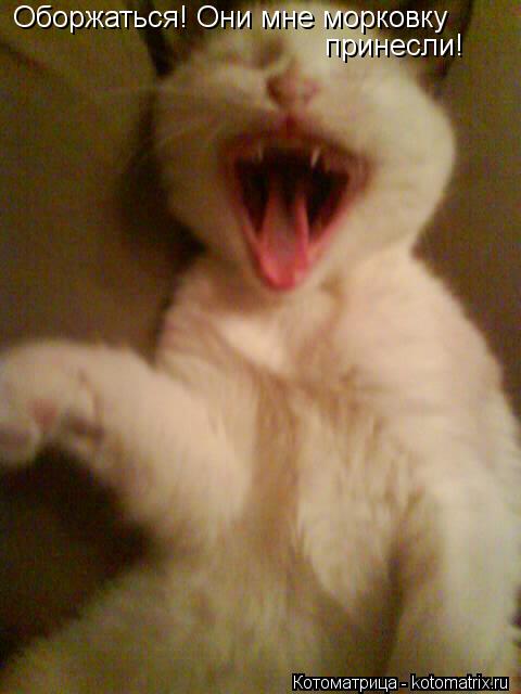 Котоматрица: Оборжаться! Они мне морковку  принесли!