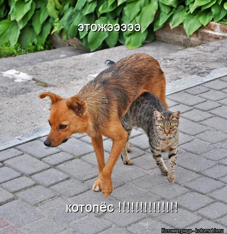 Котоматрица: этожэээээ котопёс !!!!!!!!!!!!!!