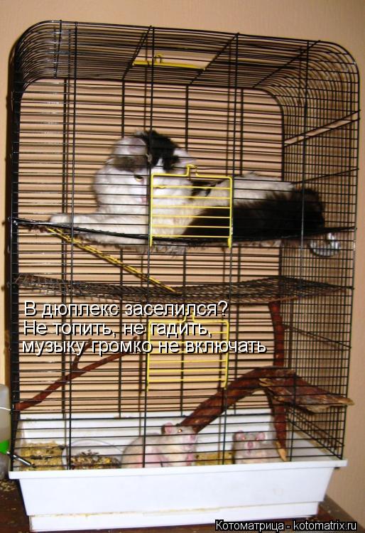 Котоматрица: В дюплекс заселился? Не топить, не гадить, музыку громко не включать