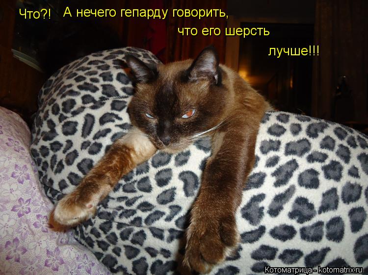 Котоматрица: Что?!  А нечего гепарду говорить, что его шерсть лучше!!!
