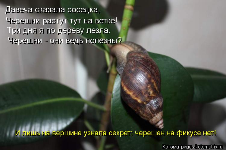 Котоматрица: Давеча сказала соседка, Черешни растут тут на ветке! Три дня я по дереву лезла. Черешни - они ведь полезны? И лишь на вершине узнала секрет: че