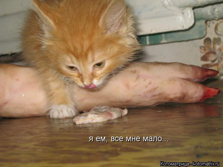 Котоматрица: я ем, все мне мало...