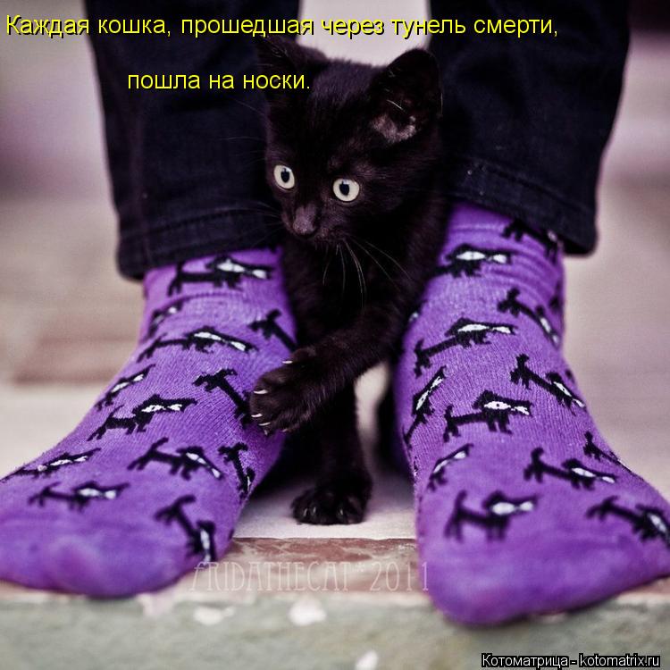 Котоматрица: Каждая кошка, прошедшая через тунель смерти, пошла на носки.