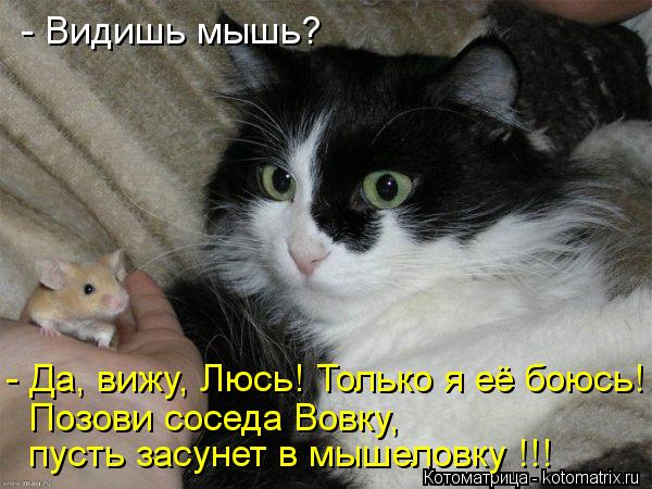 Котоматрица: - Видишь мышь? - Да, вижу, Люсь! Только я её боюсь! Позови соседа Вовку, пусть засунет в мышеловку !!!