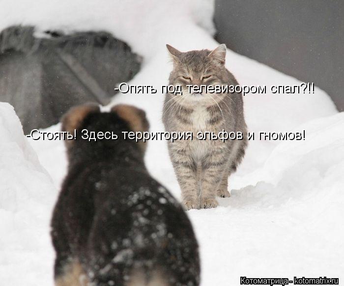 Котоматрица: -Стоять! Здесь территория эльфов и гномов! -Опять под телевизором спал?!!